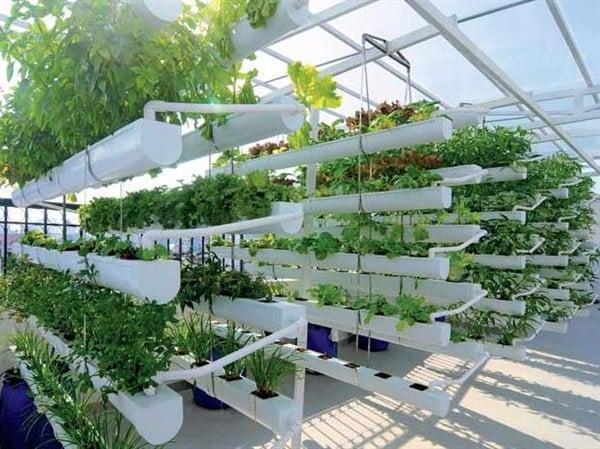 Hiệu quả mô hình trồng rau an toàn tại trường học  Báo Hà Giang điện tử