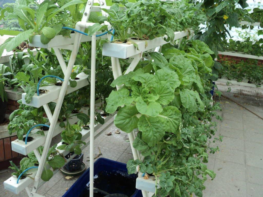 Kinh nghiệm trồng và chăm sóc rau thủy canh tại nhà