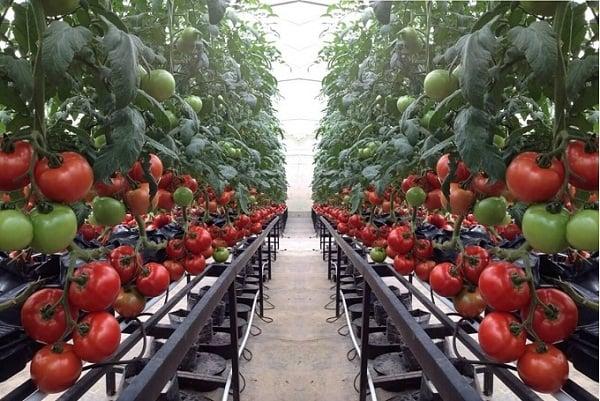 Hiệu quả mô hình trồng cà chua ghép trên gốc cà tím ở xã Bạch Lưu